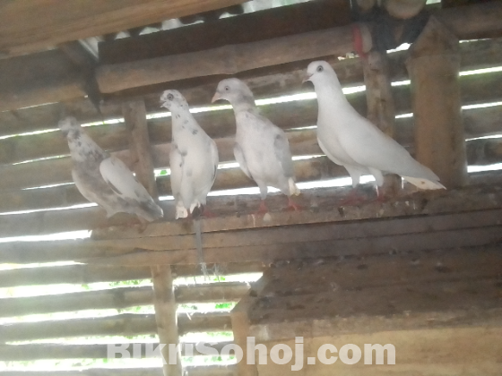 কবুতর